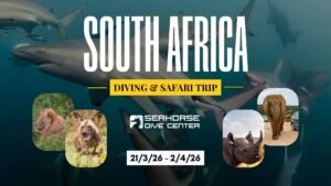 Νότια Αφρική: Ταξίδι Κατάδυσης και Safari