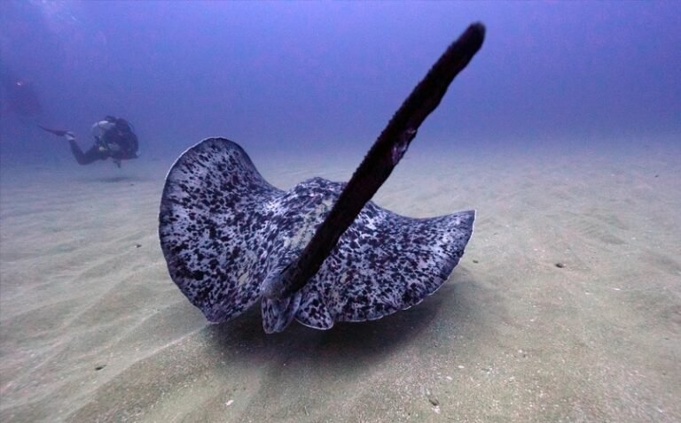 diving trip to. south africa