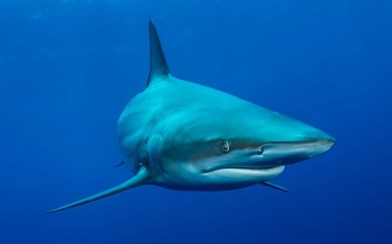 South Africa diving and safari