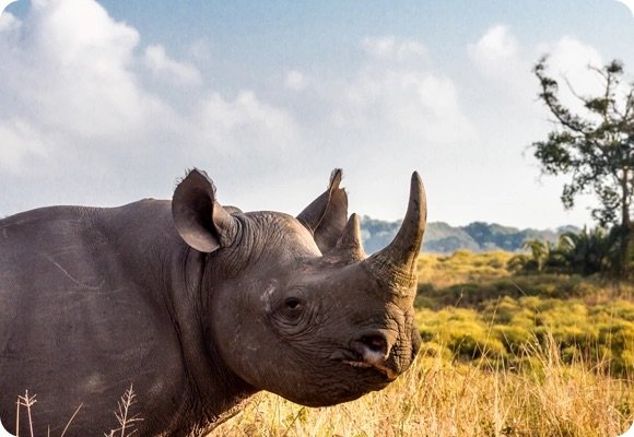 σαφάρι στη νότια αφρική